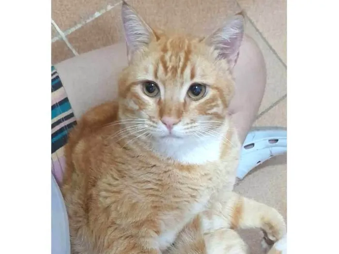 Gato ra a Srd idade 2 anos nome Dudu 