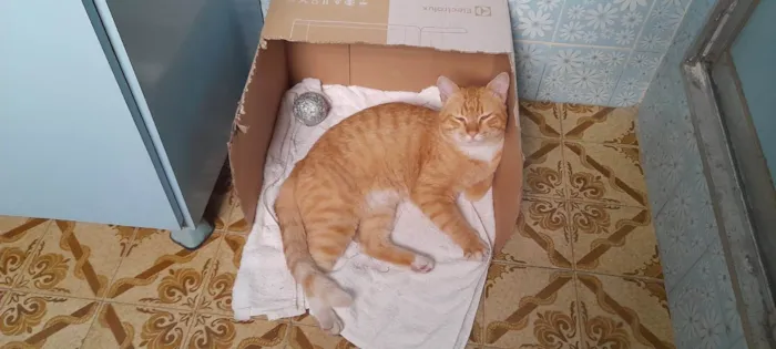 Gato ra a Srd idade 2 anos nome Dudu 