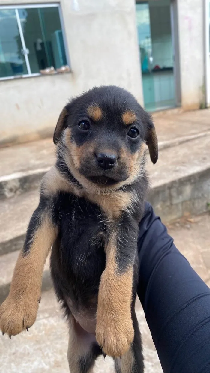 Cachorro raça SRD-ViraLata idade Abaixo de 2 meses nome Amandita 
