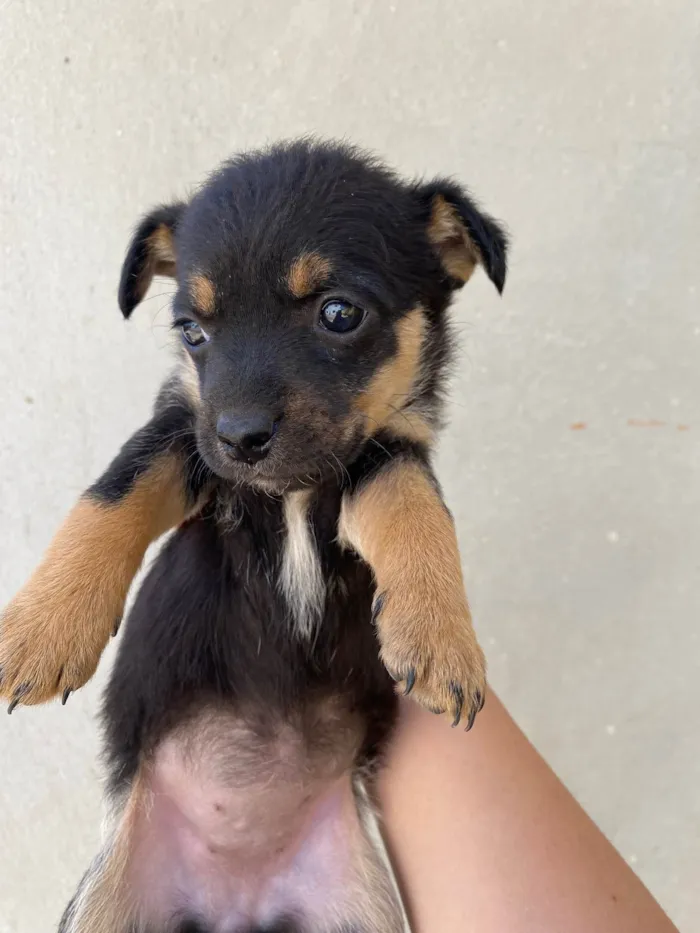 Cachorro raça SRD-ViraLata idade Abaixo de 2 meses nome Cacau 