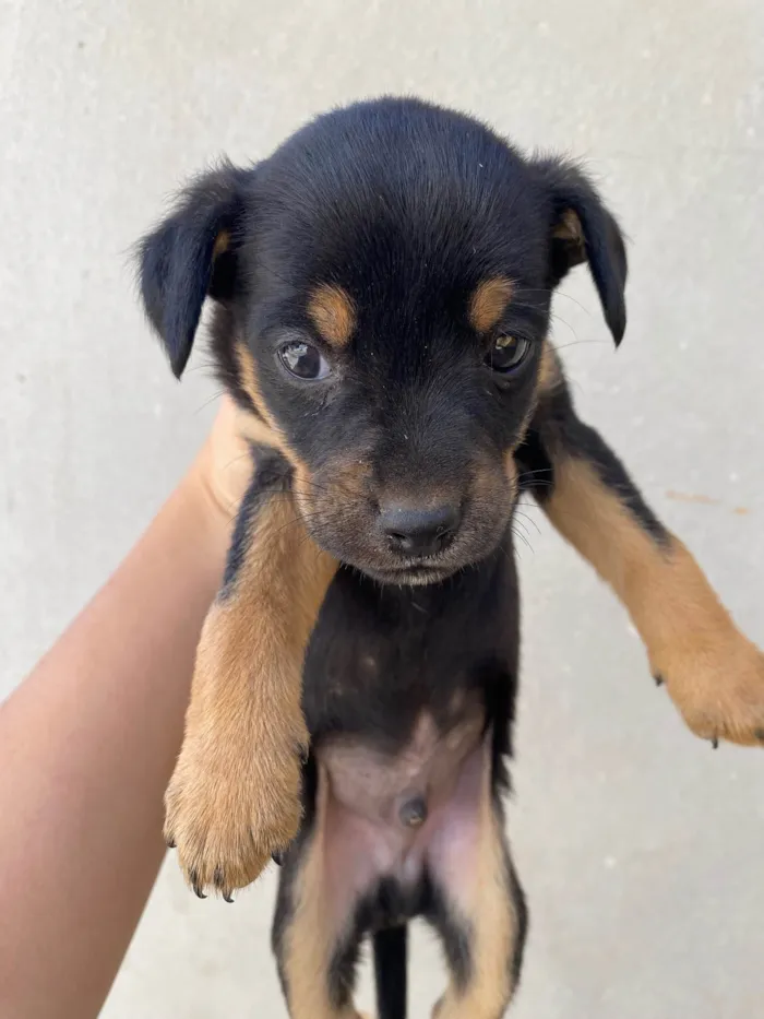Cachorro raça SRD-ViraLata idade Abaixo de 2 meses nome Cafezinho 