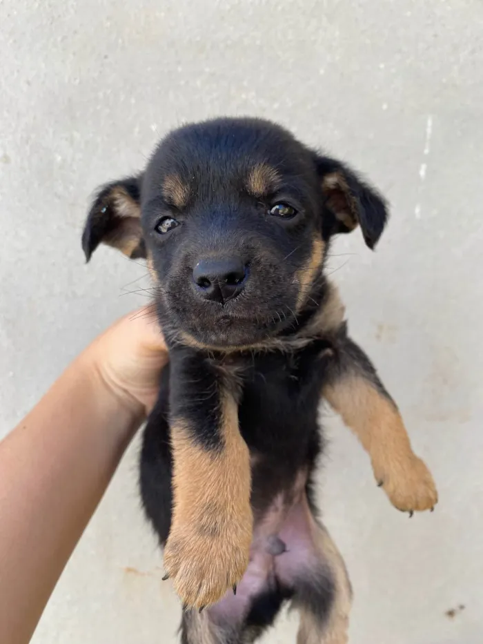Cachorro raça SRD-ViraLata idade Abaixo de 2 meses nome Bombom 