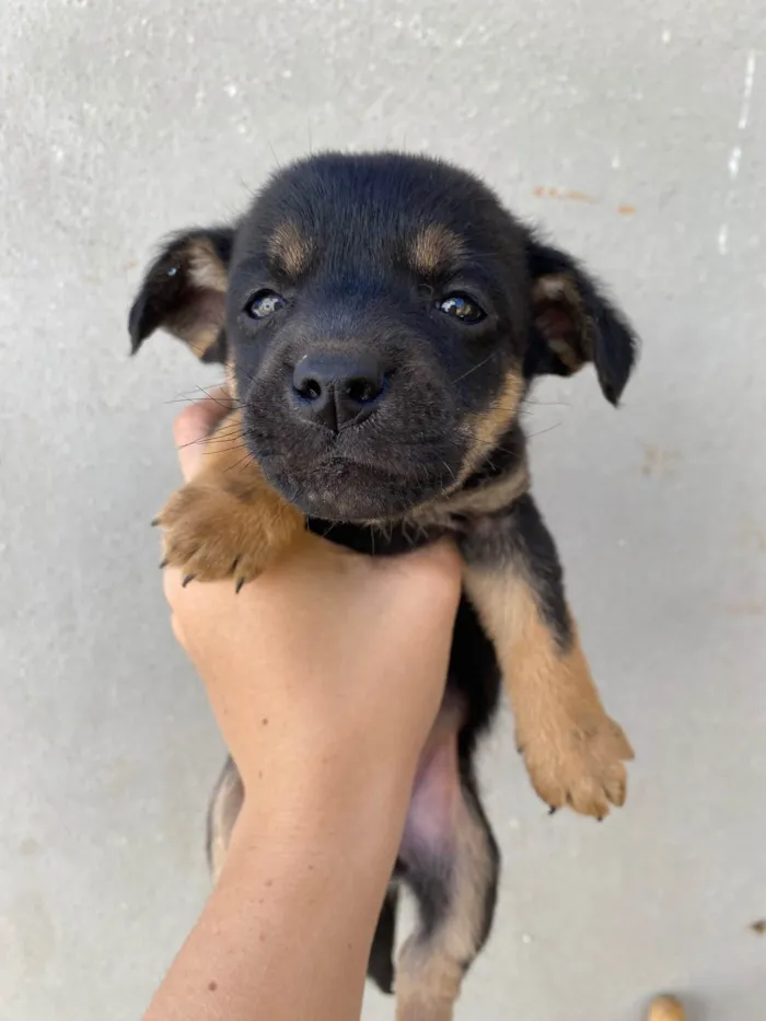 Cachorro raça SRD-ViraLata idade Abaixo de 2 meses nome Bombom 