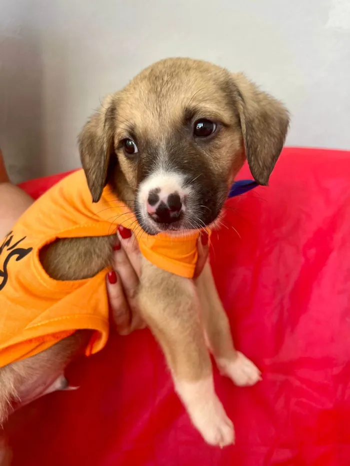 Cachorro ra a SRD-ViraLata idade 2 a 6 meses nome Theo
