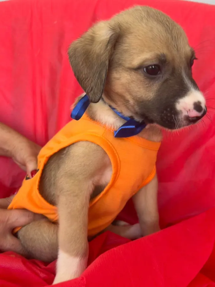 Cachorro ra a SRD-ViraLata idade 2 a 6 meses nome Theo