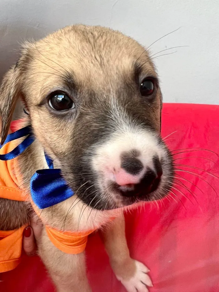 Cachorro ra a SRD-ViraLata idade 2 a 6 meses nome Theo
