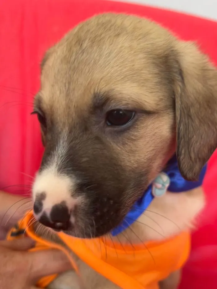 Cachorro ra a SRD-ViraLata idade 2 a 6 meses nome Theo