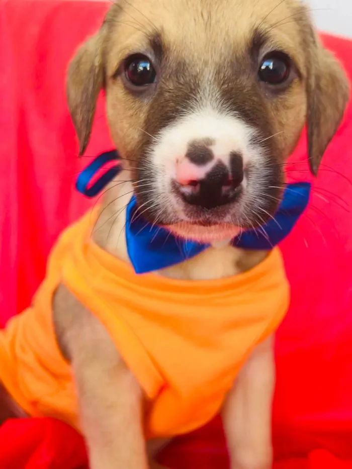 Cachorro ra a SRD-ViraLata idade 2 a 6 meses nome Theo
