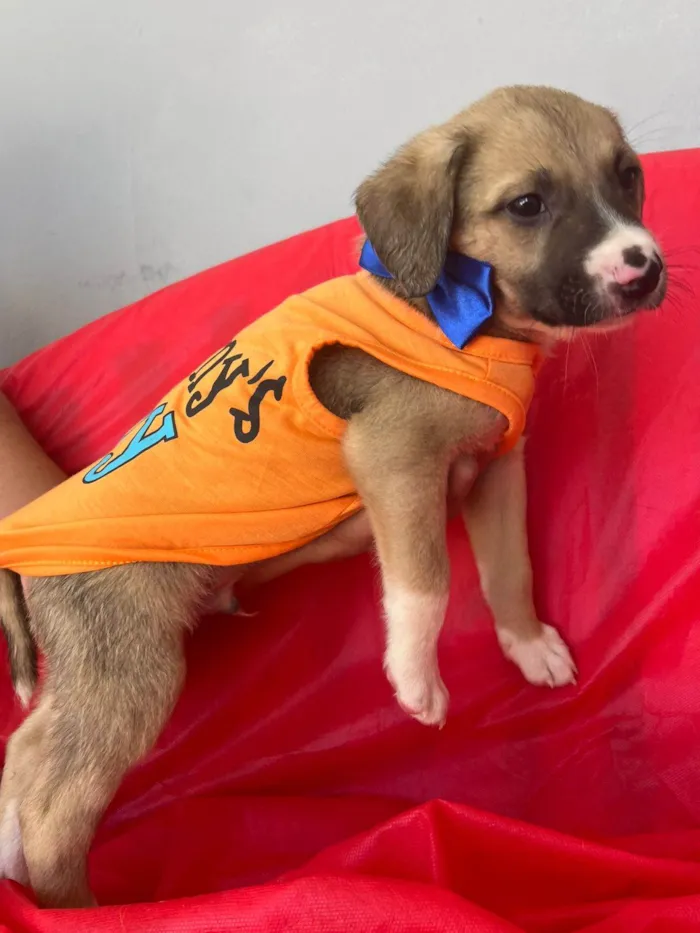 Cachorro ra a SRD-ViraLata idade 2 a 6 meses nome Theo