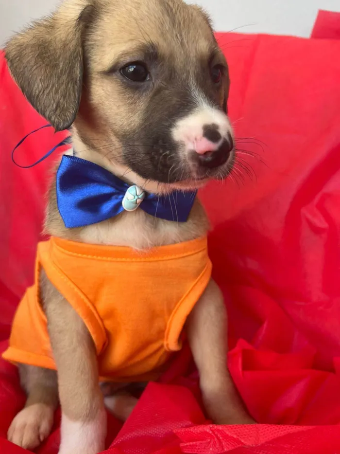 Cachorro ra a SRD-ViraLata idade 2 a 6 meses nome Theo