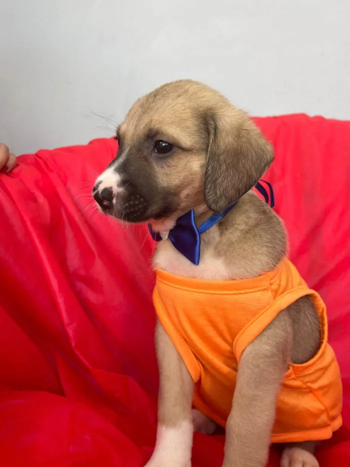 Cachorro ra a SRD-ViraLata idade 2 a 6 meses nome Theo