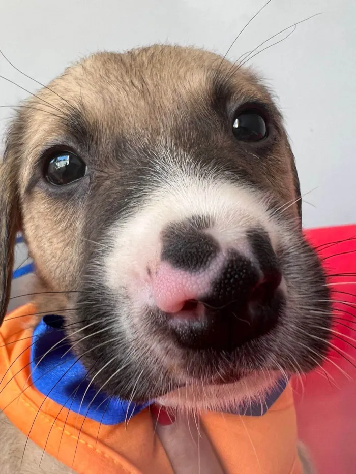 Cachorro ra a SRD-ViraLata idade 2 a 6 meses nome Theo