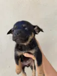 Pezinho