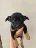 Pezinho