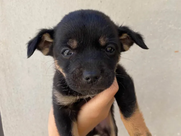 Cachorro raça SRD-ViraLata idade Abaixo de 2 meses nome Pezinho