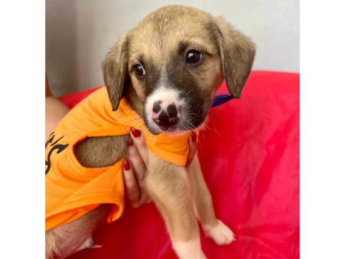 Cachorro ra a SRD-ViraLata idade 2 a 6 meses nome Theo