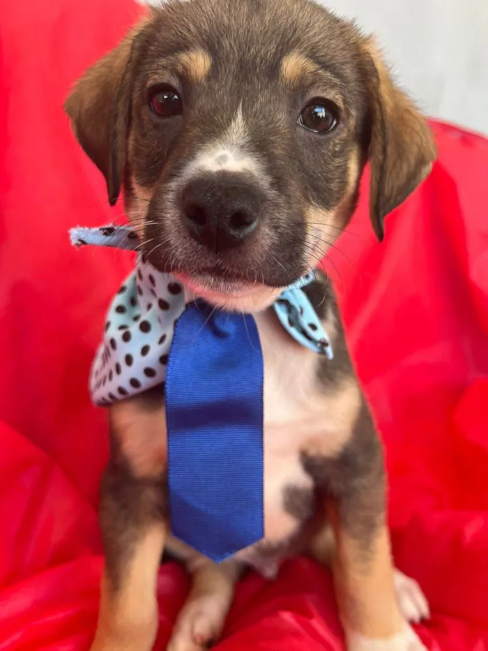Cachorro ra a SRD-ViraLata idade 2 a 6 meses nome Ted