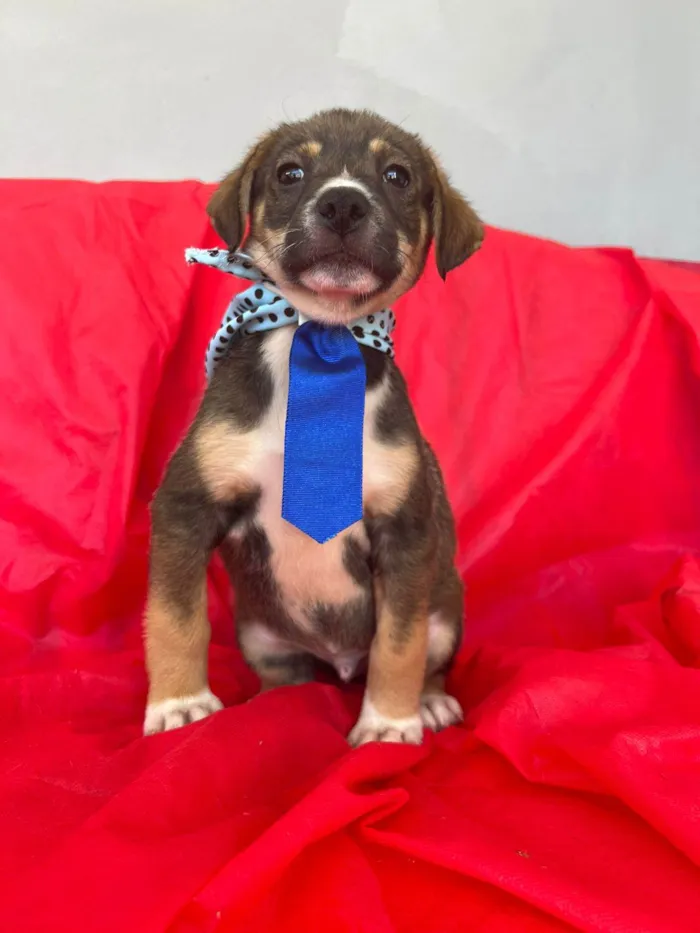 Cachorro ra a SRD-ViraLata idade 2 a 6 meses nome Ted