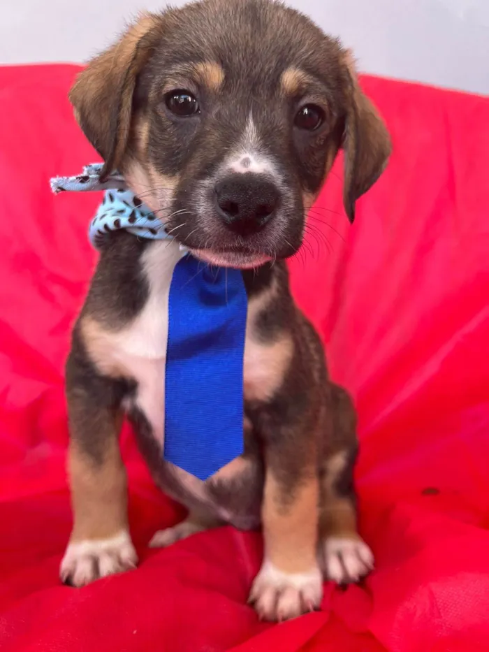 Cachorro ra a SRD-ViraLata idade 2 a 6 meses nome Ted