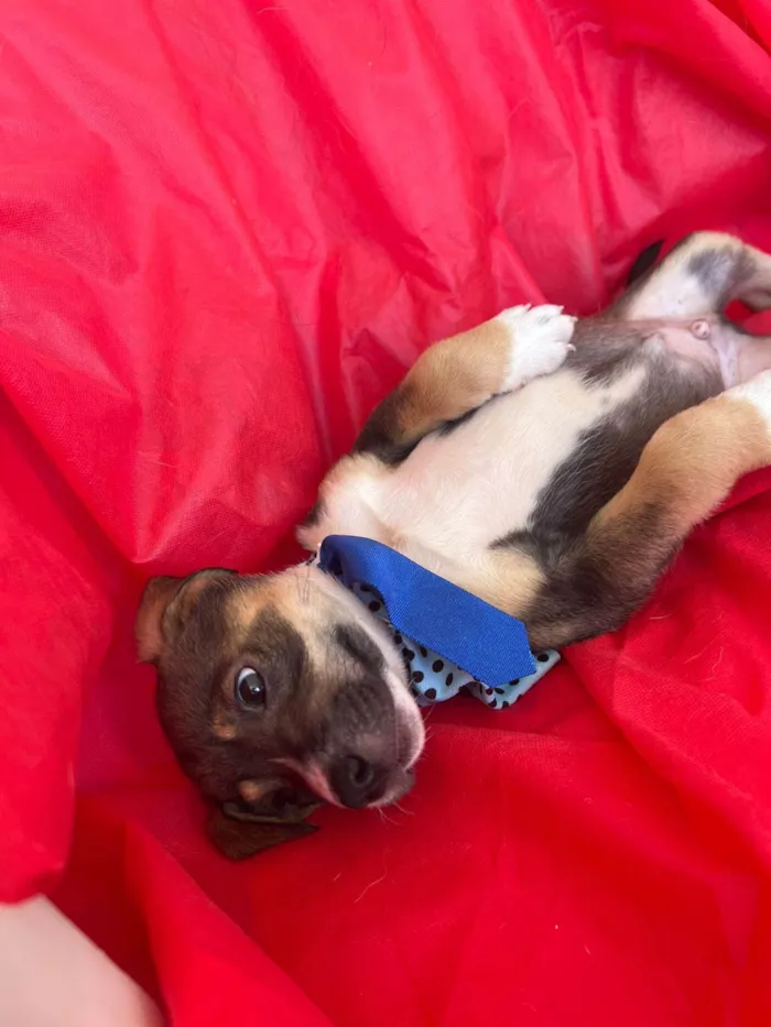 Cachorro ra a SRD-ViraLata idade 2 a 6 meses nome Ted