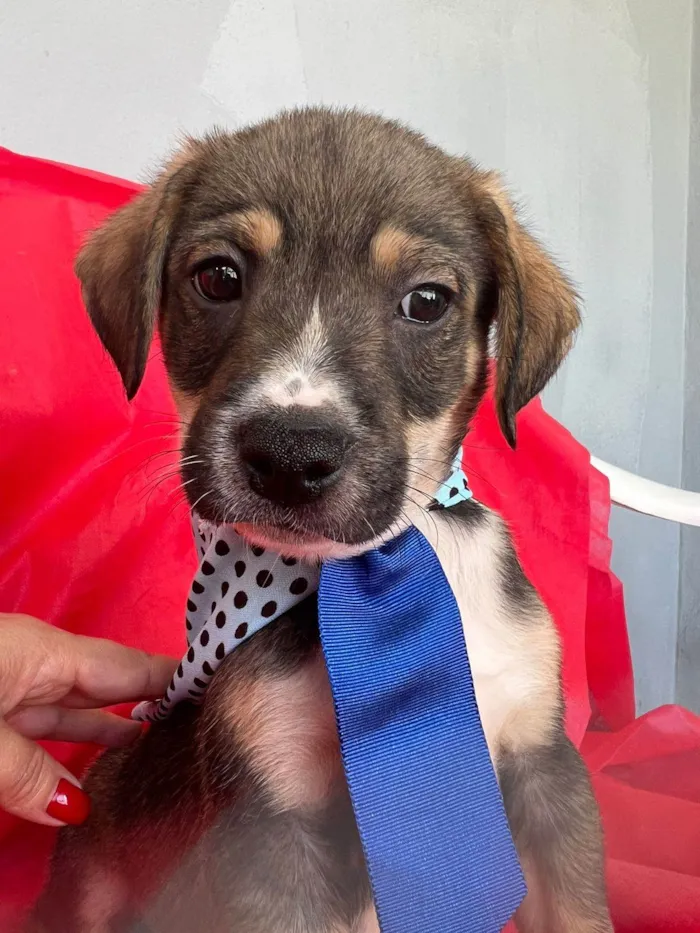 Cachorro ra a SRD-ViraLata idade 2 a 6 meses nome Ted