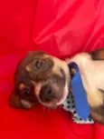 Ted