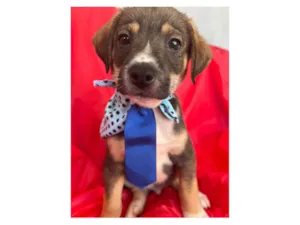 Cachorro raça SRD-ViraLata idade 2 a 6 meses nome Ted