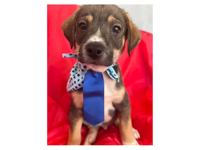 Cachorro ra a SRD-ViraLata idade 2 a 6 meses nome Ted