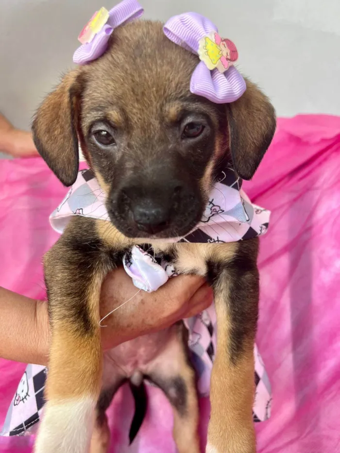 Cachorro ra a SRD-ViraLata idade 2 a 6 meses nome Lua