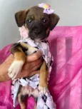 Lua