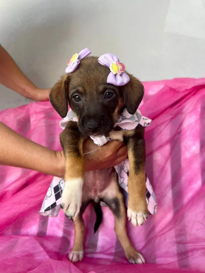 Cachorro ra a SRD-ViraLata idade 2 a 6 meses nome Lua