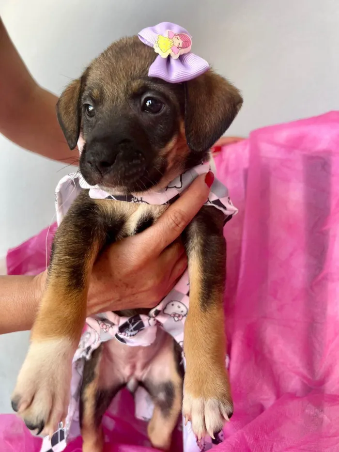 Cachorro ra a SRD-ViraLata idade 2 a 6 meses nome Lua