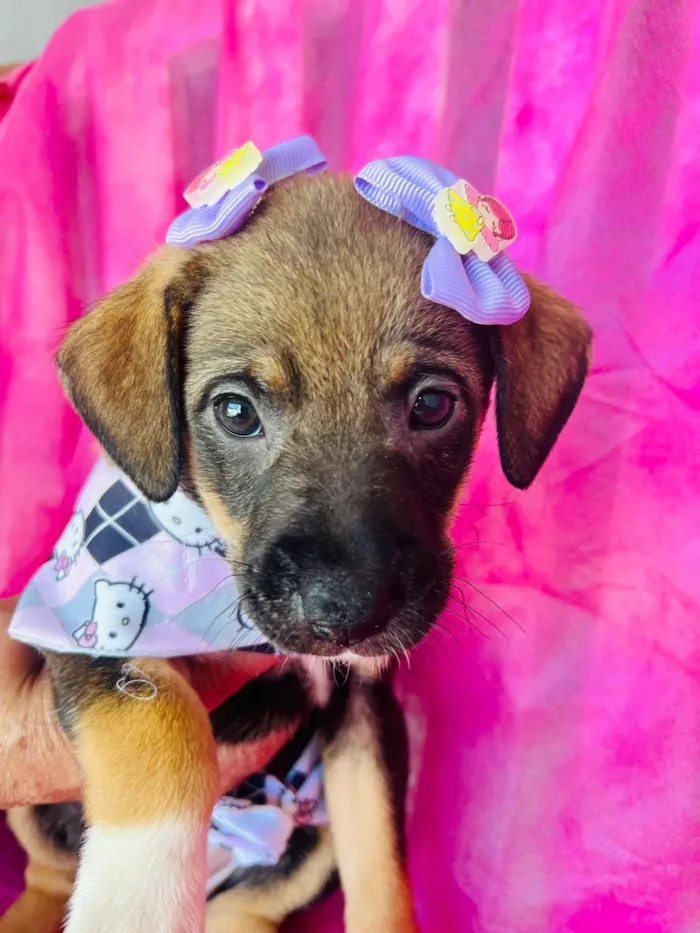 Cachorro ra a SRD-ViraLata idade 2 a 6 meses nome Lua