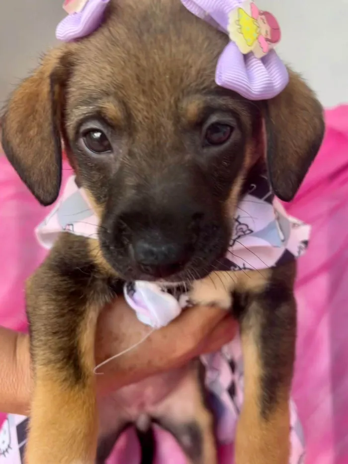 Cachorro ra a SRD-ViraLata idade 2 a 6 meses nome Lua