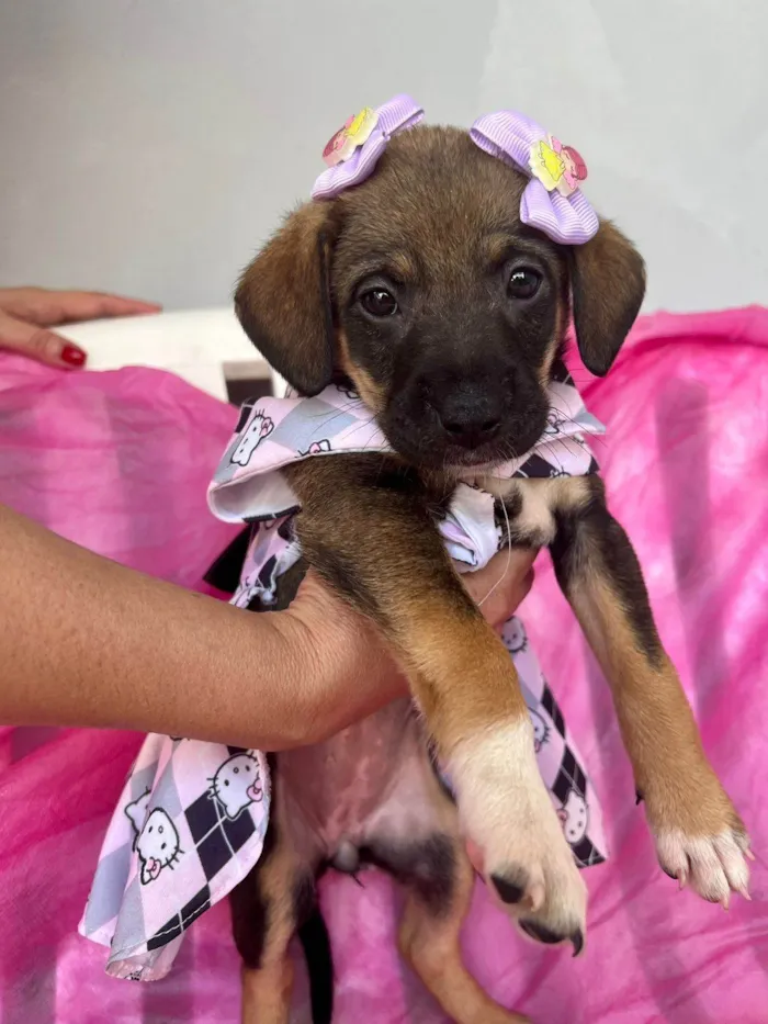 Cachorro ra a SRD-ViraLata idade 2 a 6 meses nome Lua
