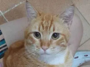 Gato raça Srd idade 2 anos nome Dudu 
