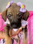 Lua