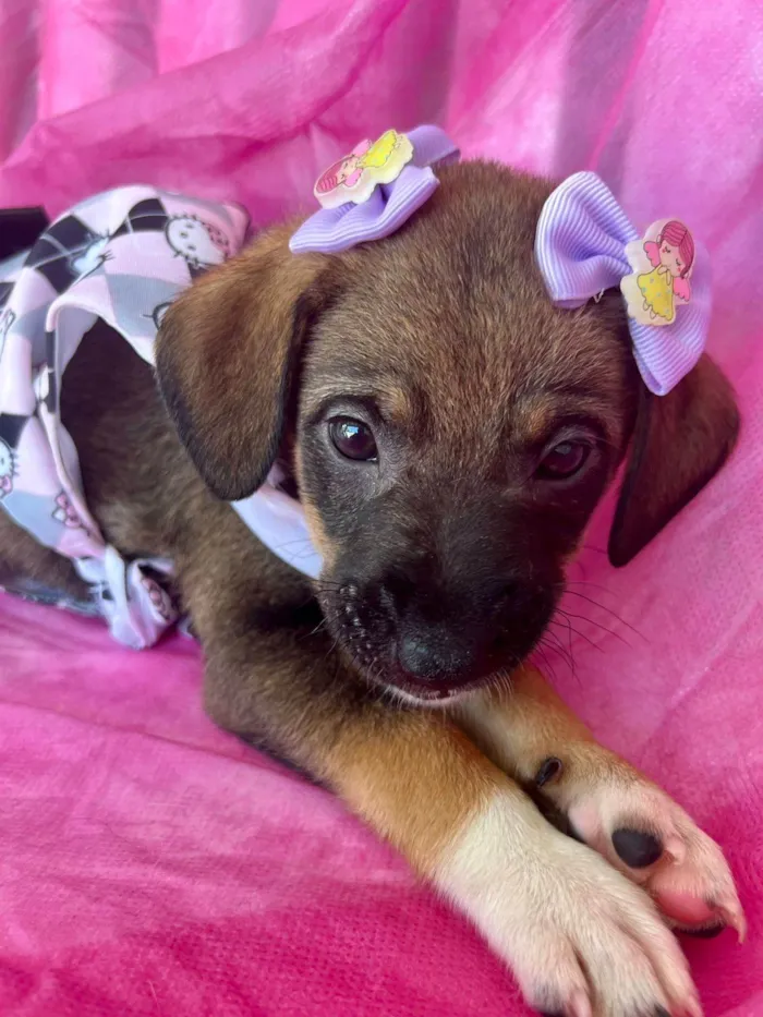Cachorro ra a SRD-ViraLata idade 2 a 6 meses nome Lua