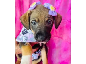 Cachorro raça SRD-ViraLata idade 2 a 6 meses nome Lua