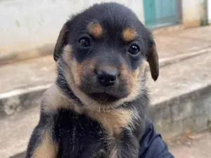 Cachorro raça SRD-ViraLata idade Abaixo de 2 meses nome Amandita 