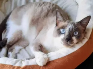 Gato raça SRD-ViraLata idade 3 anos nome Deise