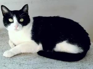 Gato raça SRD-ViraLata idade 2 anos nome Cacau