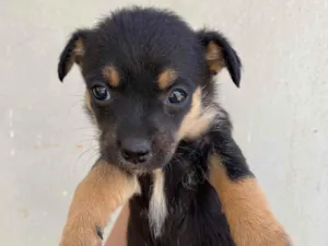 Cachorro raça SRD-ViraLata idade Abaixo de 2 meses nome Cacau 