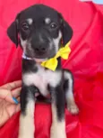 Bolt