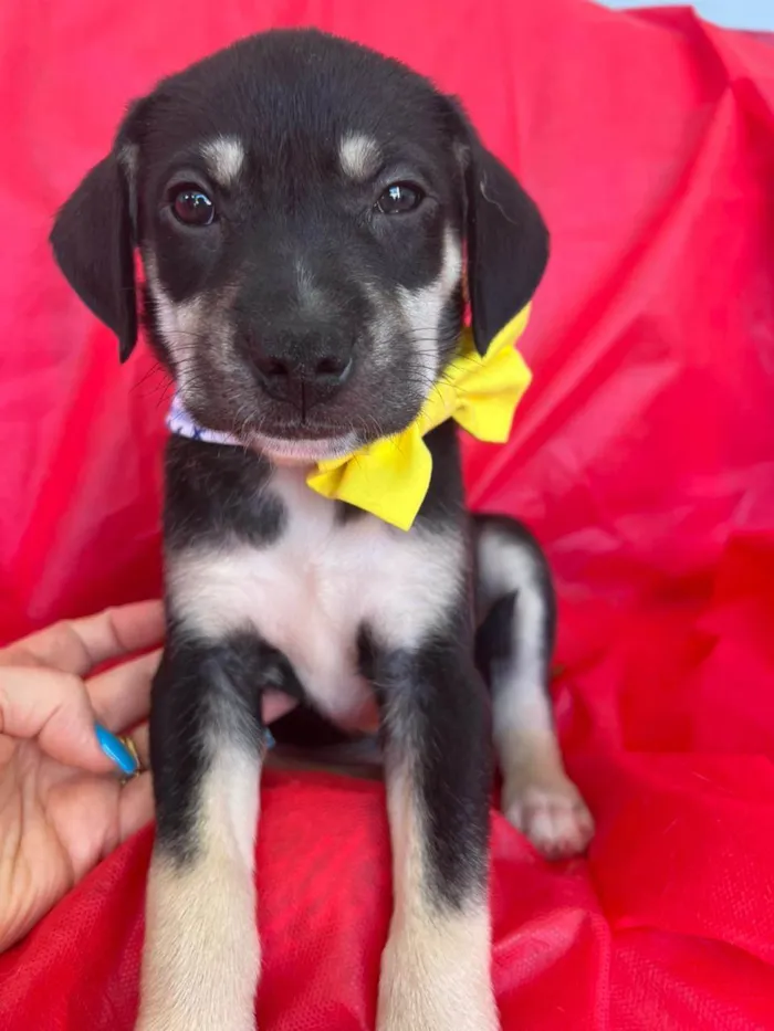 Cachorro ra a SRD-ViraLata idade 2 a 6 meses nome Bolt