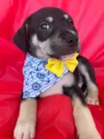 Bolt