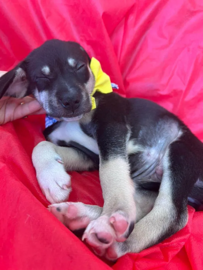 Cachorro ra a SRD-ViraLata idade 2 a 6 meses nome Bolt