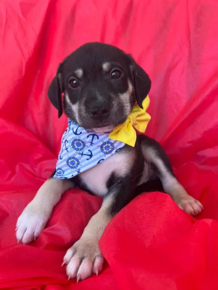 Cachorro ra a SRD-ViraLata idade 2 a 6 meses nome Bolt