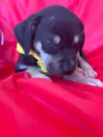 Bolt