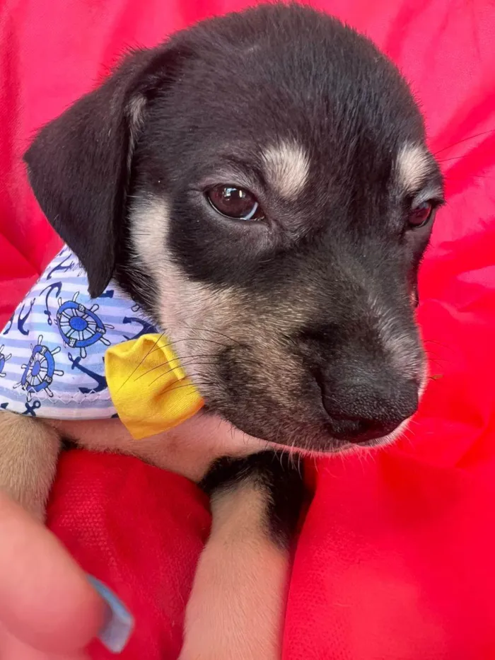 Cachorro ra a SRD-ViraLata idade 2 a 6 meses nome Bolt